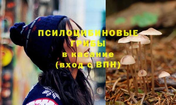 крисы Корсаков